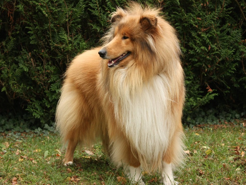 Dual b, dit yoko of Snowthy Park