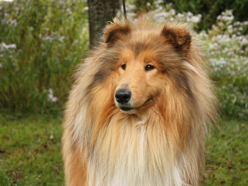 Dual b, dit yoko of Snowthy Park