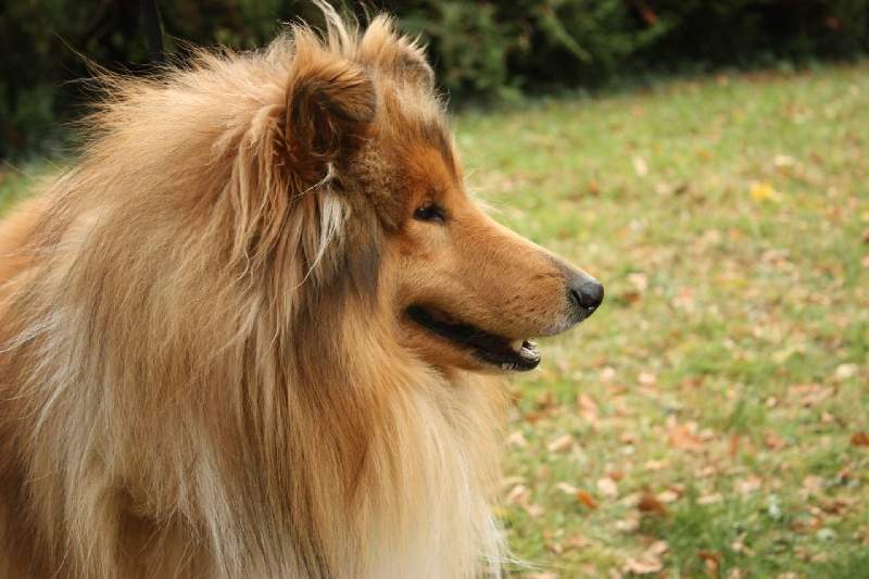 Dual b, dit yoko of Snowthy Park