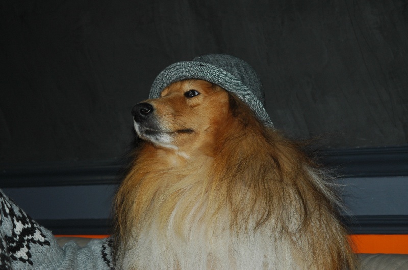 Dual b, dit yoko of Snowthy Park