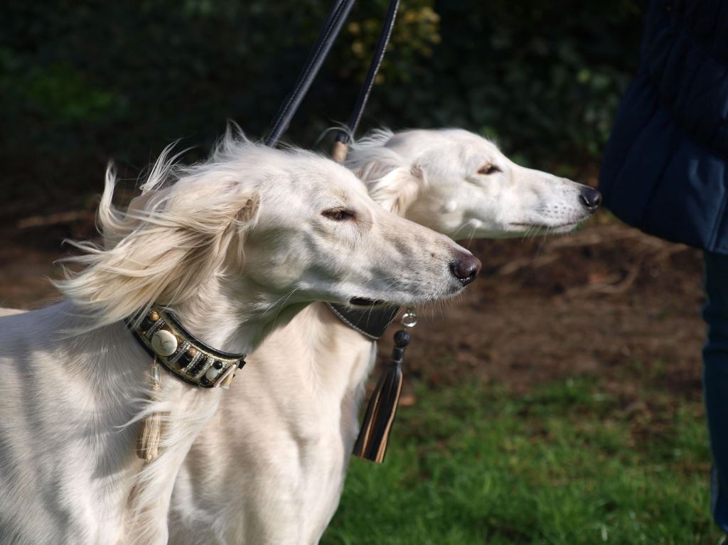 rencontre chien saillie