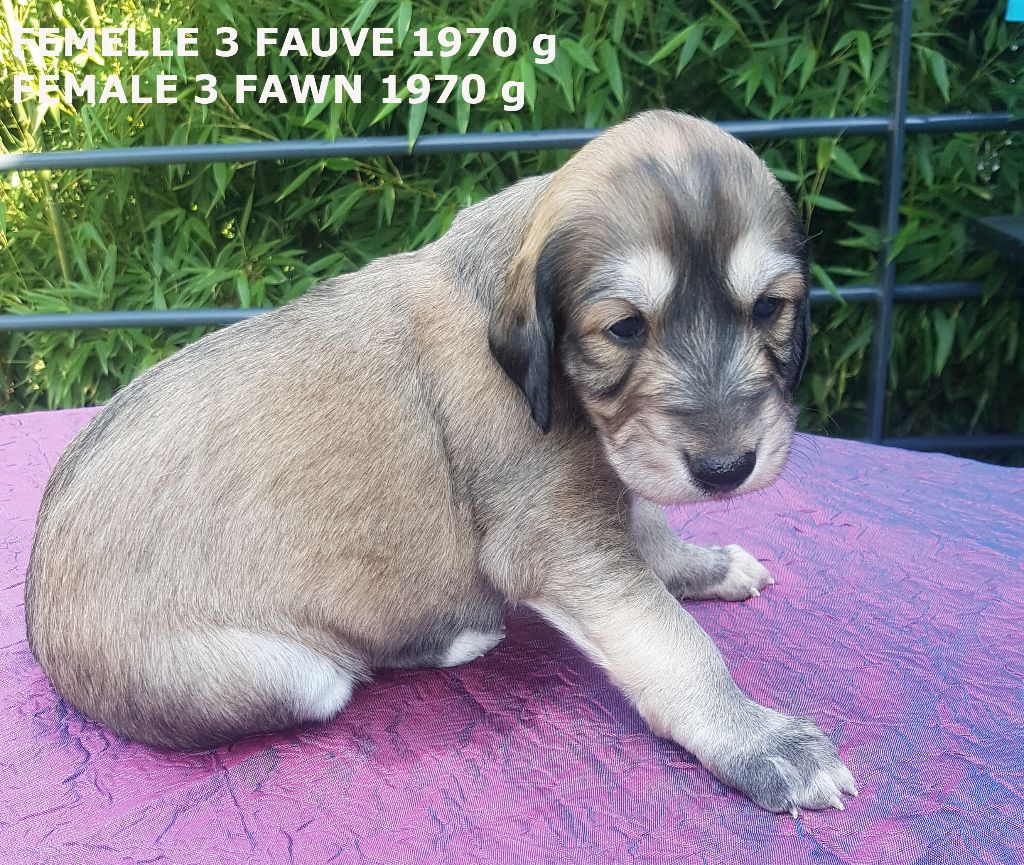 Chiot Saluki, femelle disponible en Bretagne, 35 Ille et
