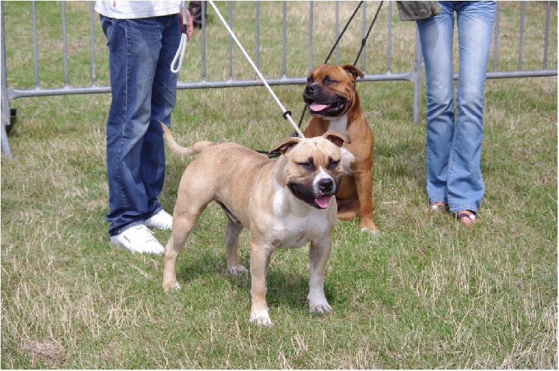 Eight ball de Paco Original's Staff