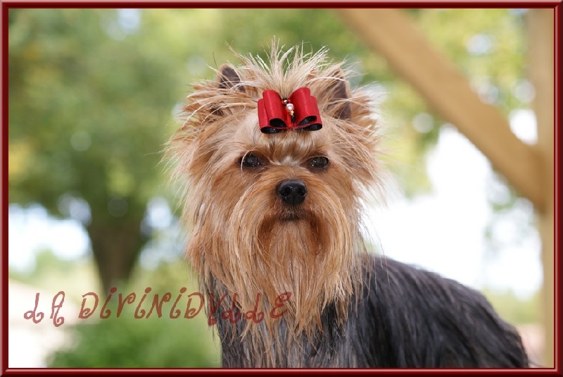 Publication : (Sans Affixe) Auteur : N.Lecaille