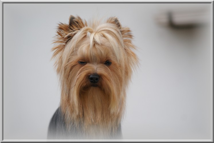 Publication : (Sans Affixe) Auteur : N.Lecaille