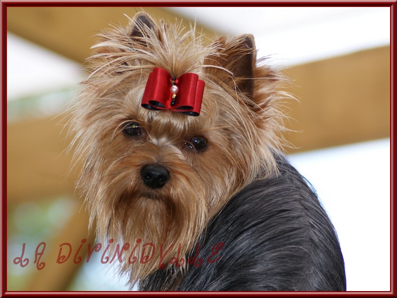 Publication : (Sans Affixe) Auteur : N.Lecaille