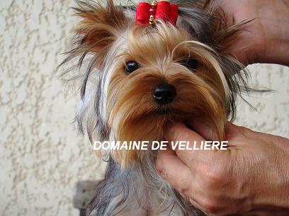 Publication : (Sans Affixe) Auteur : N.Lecaille