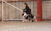 CH. risingstar's Little guy for chalet de fanny - 1ER OPEN BLUE
