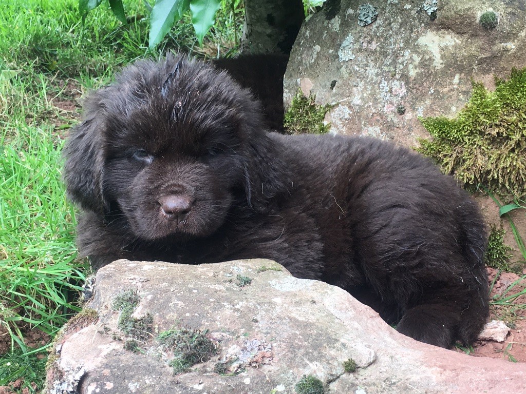 Accueil Elevage Dans Les Yeux De Tam Chiots Terre Neuve Marron