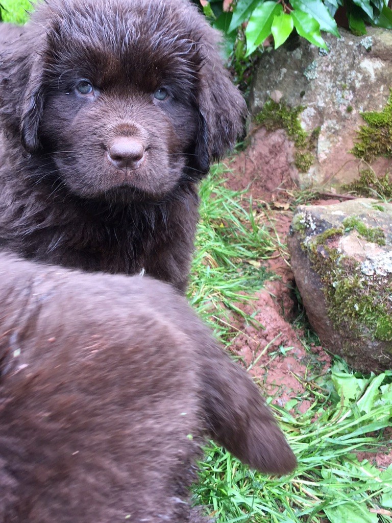Accueil Elevage Dans Les Yeux De Tam Chiots Terre Neuve Marron