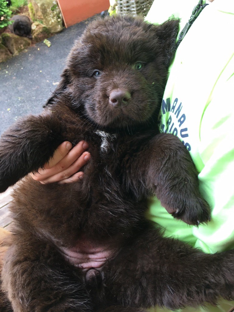 Accueil Elevage Dans Les Yeux De Tam Chiots Terre Neuve Marron