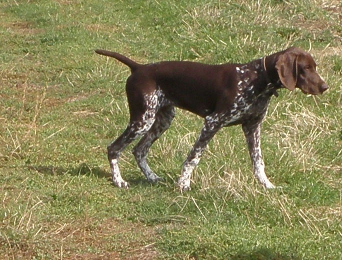 TR. CH. Etna des quatre Peupliers - T A N Brevet d'Aptitudes a la chasse