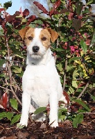 Étalon Jack Russell Terrier - Bettie brut vom Gebrannten Walde