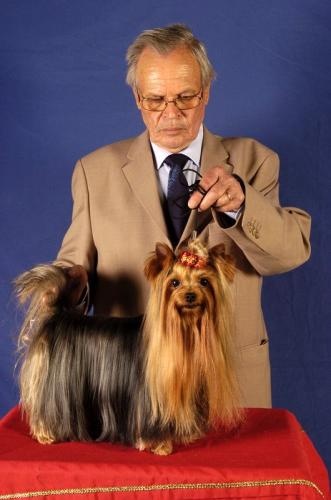 CH. Chad des Yorkies Du Canigou - 1 Excellent C.A.C.S