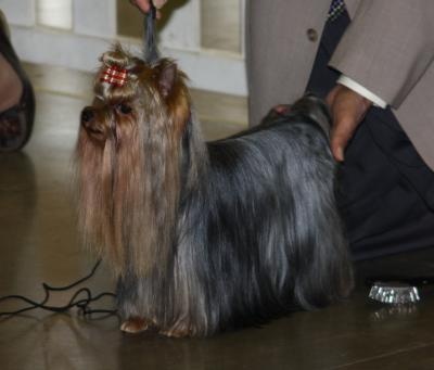 CH. Chad des Yorkies Du Canigou - 3 Excellent