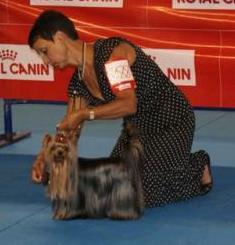 CH. Chad des Yorkies Du Canigou - 3 EXCELLENT