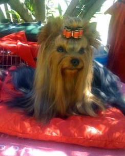 CH. Chad des Yorkies Du Canigou - 1 EXCELLENT C.A.C.S Meilleur de Race