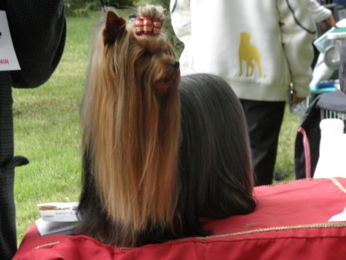 CH. Chad des Yorkies Du Canigou - 1 Excellent C.A.C.S