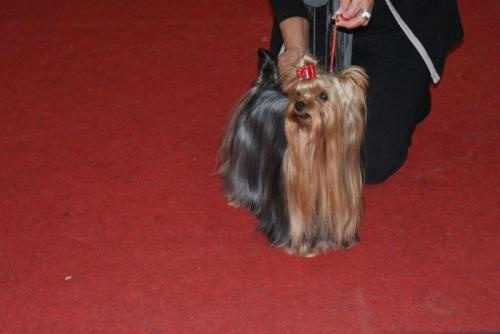 CH. Chad des Yorkies Du Canigou - 1 Excellent C.A.C et C.A.C.I.B