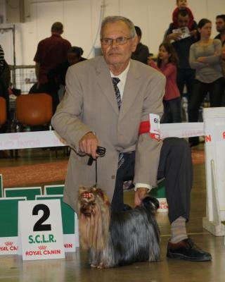 CH. Chad des Yorkies Du Canigou - 2 Excellent R.C.A.C.S