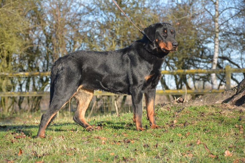 Publication : de la Cité des Grands Feux