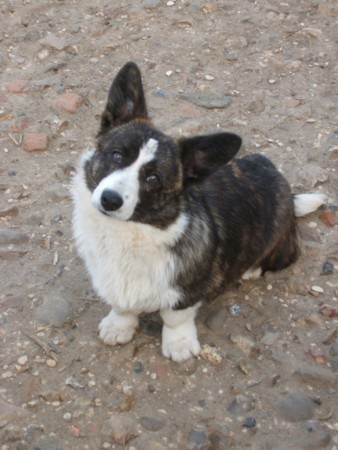 Publication : de la Cité des Grands Feux