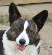 Publication : de la Cité des Grands Feux