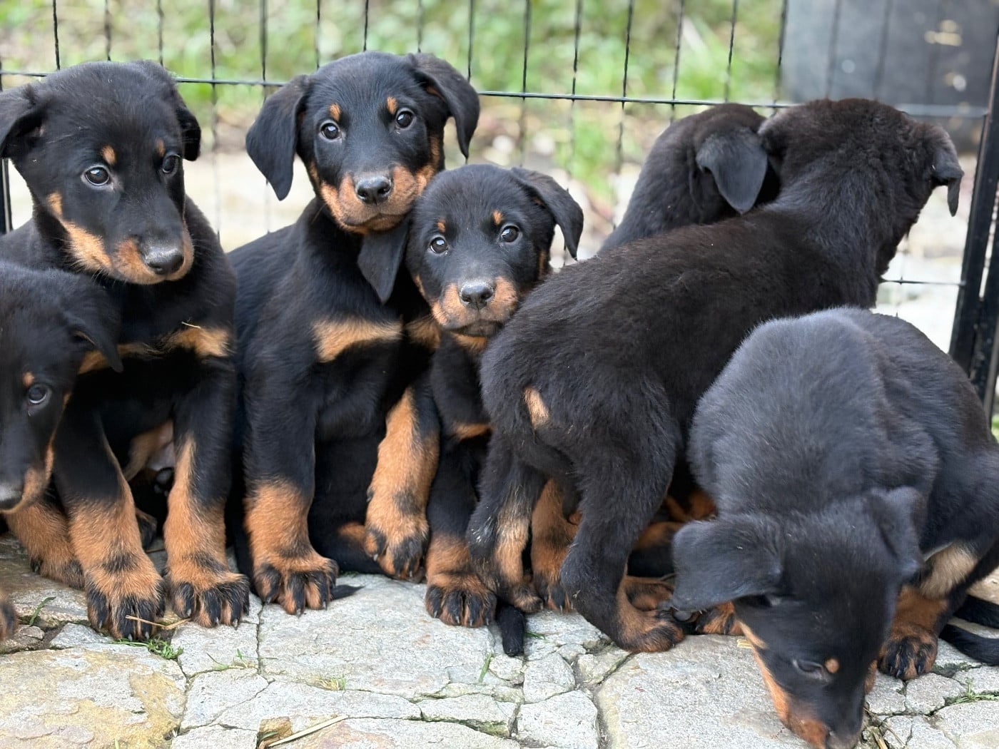 CHIOT - Berger de Beauce