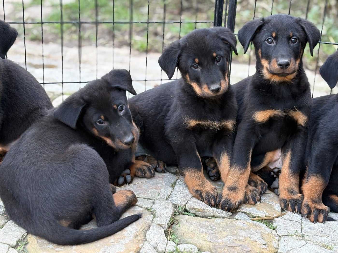 CHIOT - Berger de Beauce