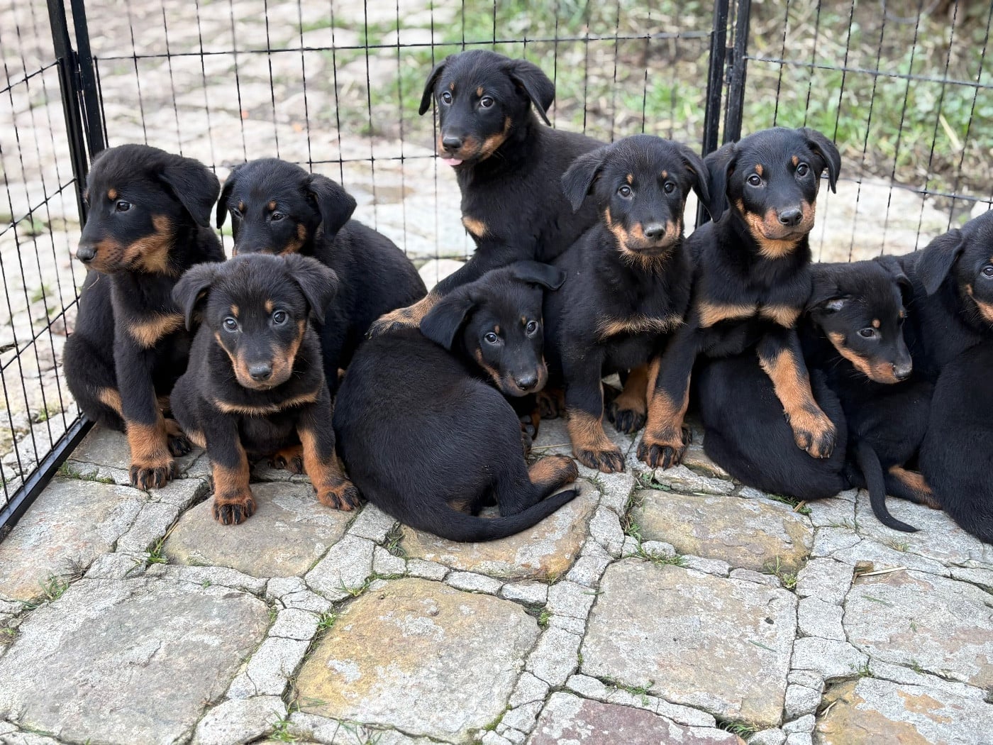 CHIOT - Berger de Beauce