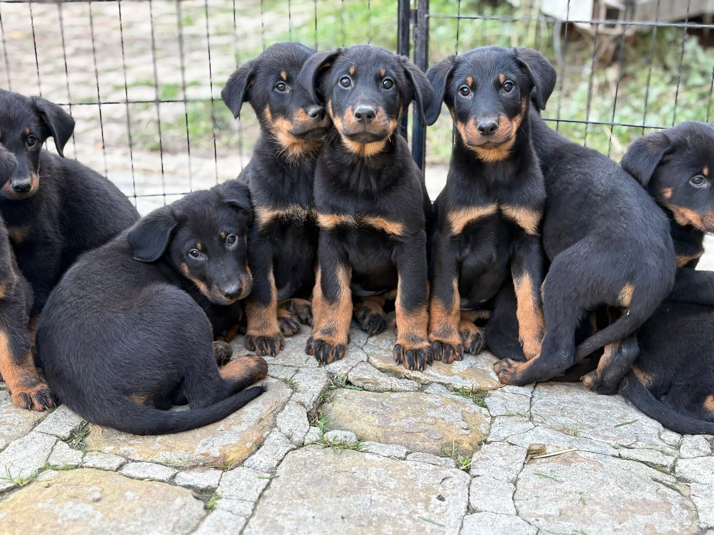 CHIOT - Berger de Beauce
