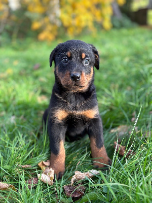 Les chiots de Berger de Beauce