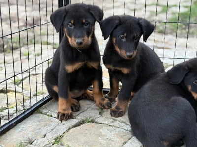 CHIOT - Berger de Beauce