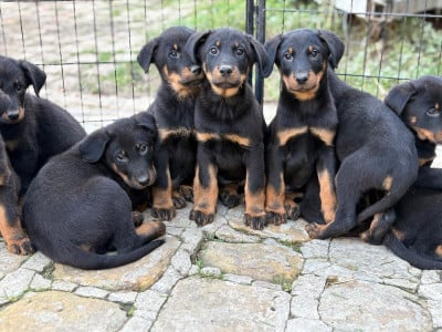 CHIOT - Berger de Beauce