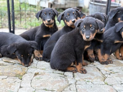CHIOT - Berger de Beauce