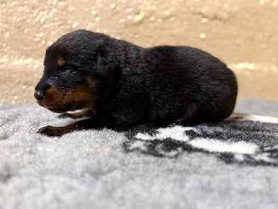Les chiots de Berger de Beauce