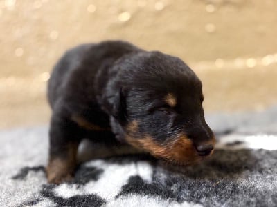 Les chiots de Berger de Beauce