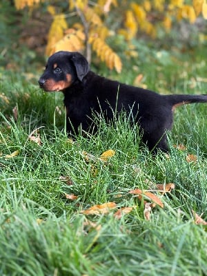 Les chiots de Berger de Beauce