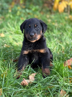 Les chiots de Berger de Beauce