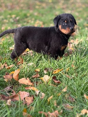 Les chiots de Berger de Beauce