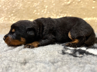 Les chiots de Berger de Beauce