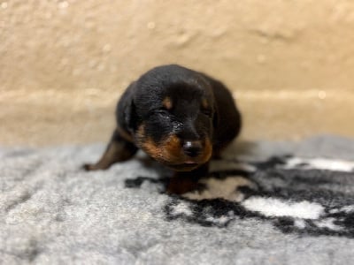 Les chiots de Berger de Beauce