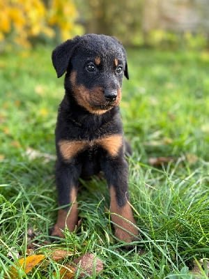Les chiots de Berger de Beauce