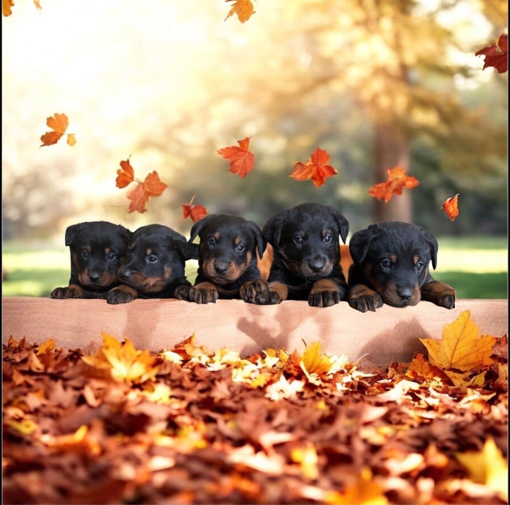 Berger de Beauce - de la Cité des Grands Feux