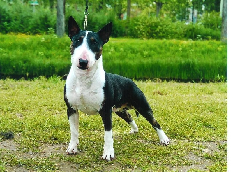 Publication : Tribal Opus