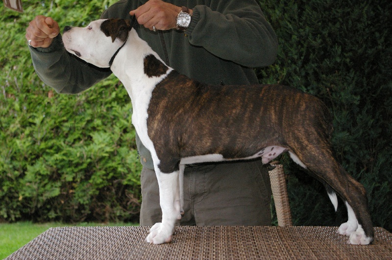 Tribal Opus Deep snow des terres indiennes