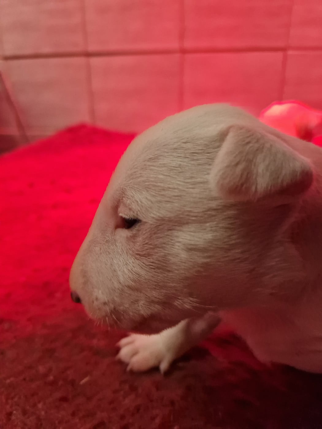 Chiot N°2 - Bull Terrier Miniature
