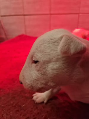 Chiot N°2 - Bull Terrier Miniature