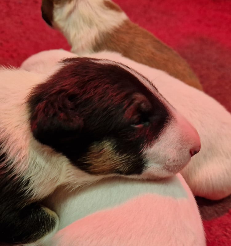 Bull Terrier Miniature - Tribal Opus