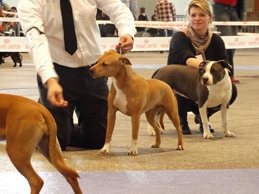 Tribal Opus Joacaba - 1er Très Prometteur